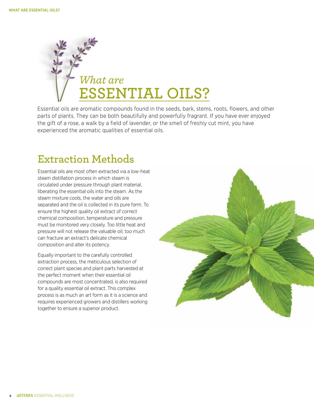 doterra product guide page 4